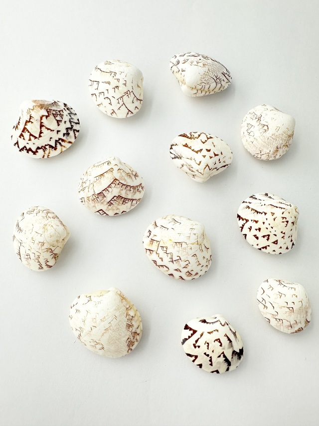 マルオミナエシ両面【約2.5～3.0cm/5個入】[メール便可-12袋まで] En