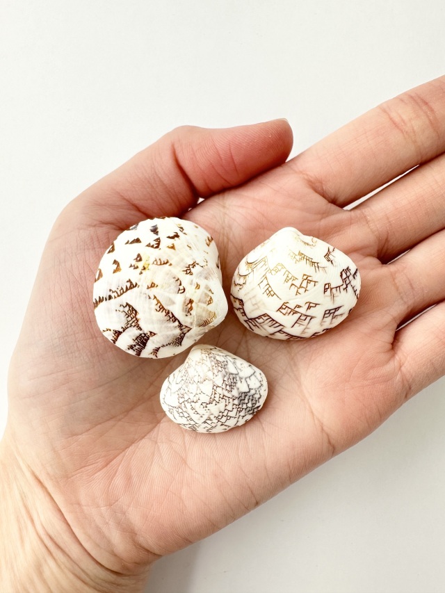 マルオミナエシ両面【約2.5～3.0cm/5個入】[メール便可-12袋まで] En