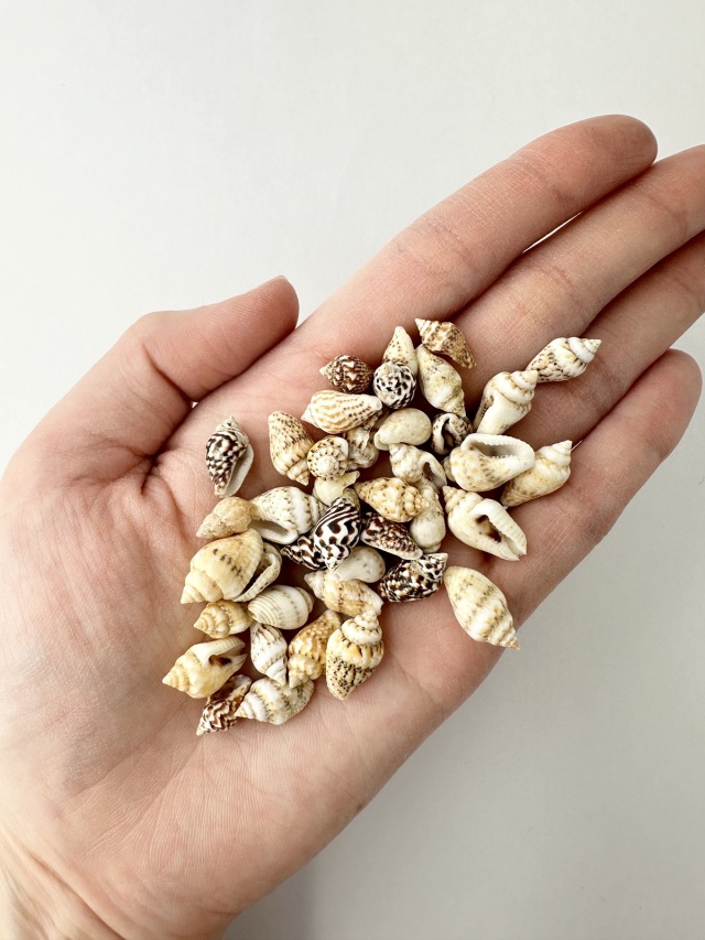 ナサシェル 自然(ムシロガイなど)【1cm前後】[メール便可-500gまで