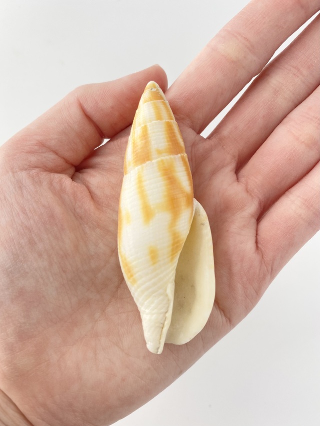 コゲフデ(オレンジ)【約7～8cm/1本】 En:Mitra eremitarum orange
