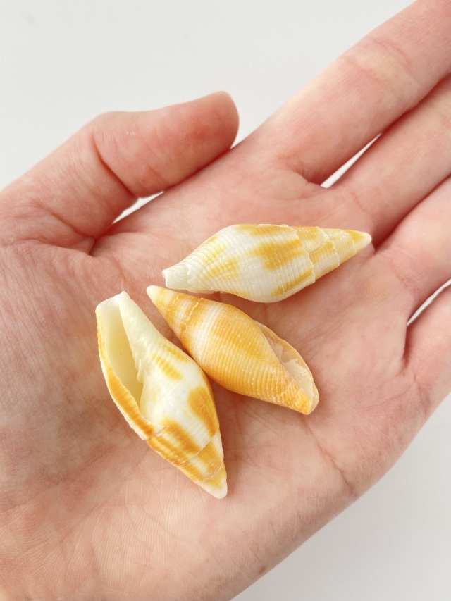コゲフデ(オレンジ)【約3～4cm/5本入】 En:Mitra eremitarum orange