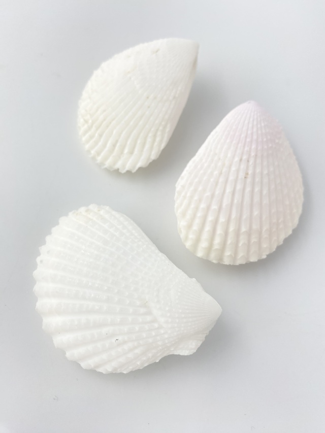 (美品)Oliva porphyrius ニシキマクラガイ2個セット 美品)Oliva porphyrius ニシキマクラガイ2個セット