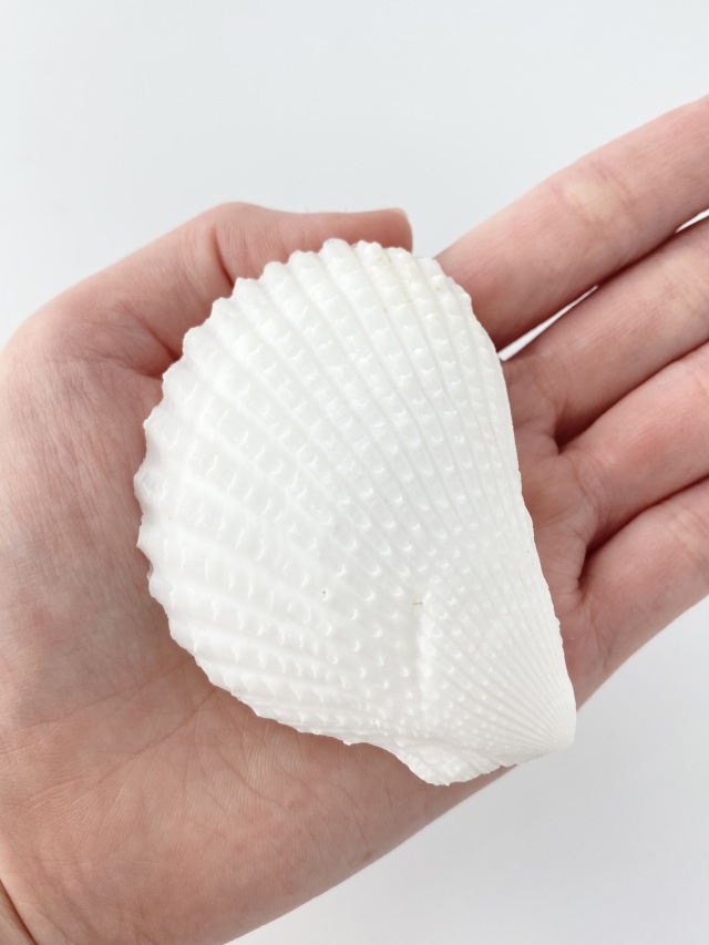 ミノガイ【約7～8cm/2個入】 En:Lima orientalis (Size:7-8cm, per