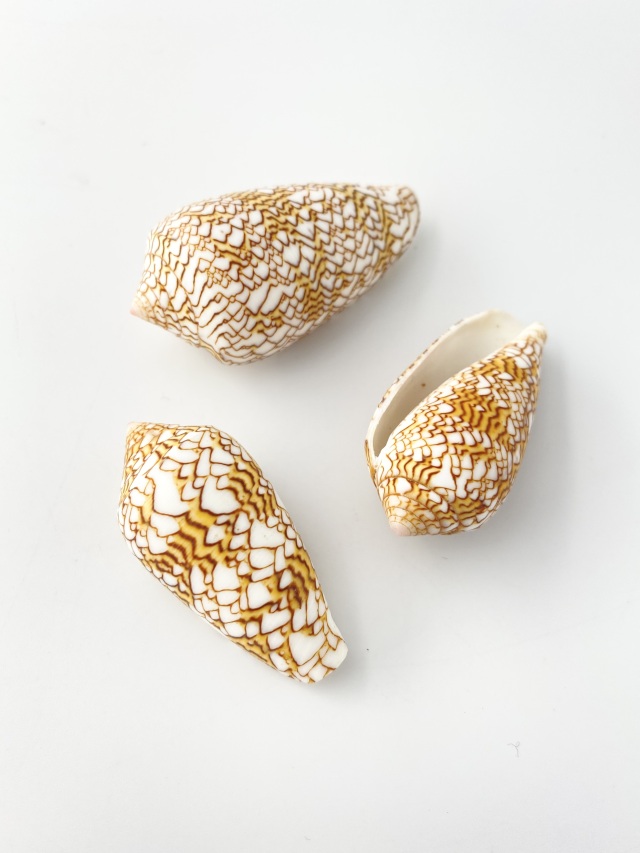 タガヤサンミナシ（自然）【6cm前後/1個】 En: Textile Cone (Size:6cm
