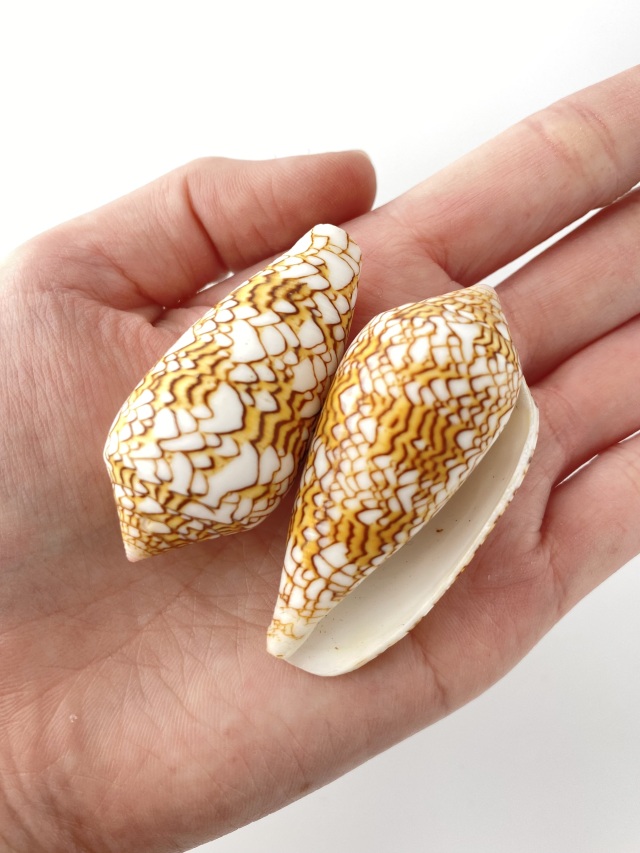 タガヤサンミナシ（自然）【6cm前後/1個】 En: Textile Cone (Size:6cm