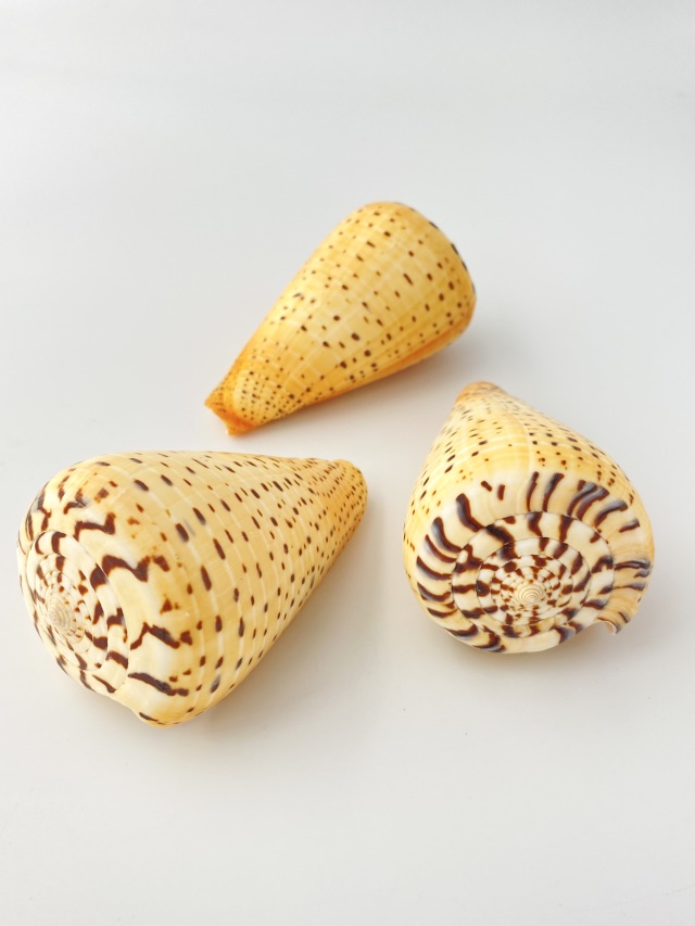 貝標本　タイワンウミタケガイ　美品個体 ダイミョウイモ【約8～10cm/1個】 En: Beech Cone (Size:8-10cm, per