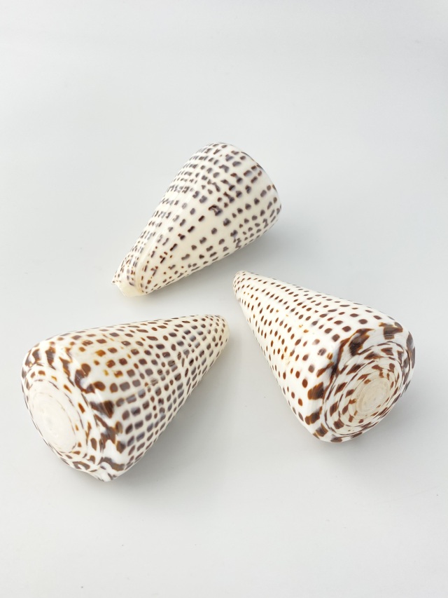 クロフモドキ（磨き）【約9～10cm/1個】 En: Conus leopardus buffed