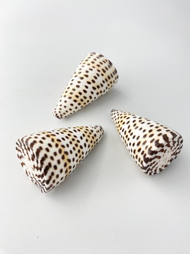 Aglaomorpha coronans 石垣島産 Yahoo!オークション - [石垣島産] Aglaomorpha coronans