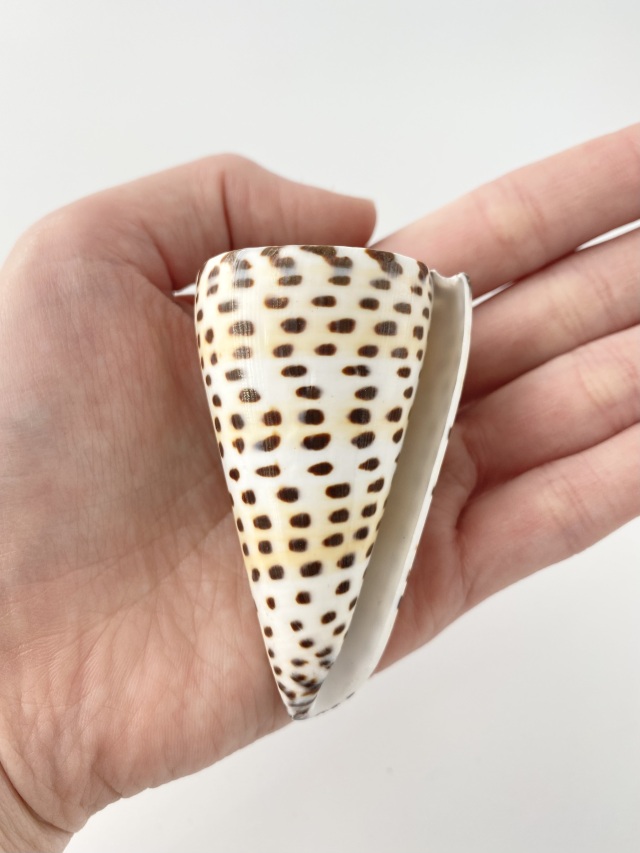 アンボンクロザメ（自然）【約6～7cm/1個】En: Letter Cones (size:6