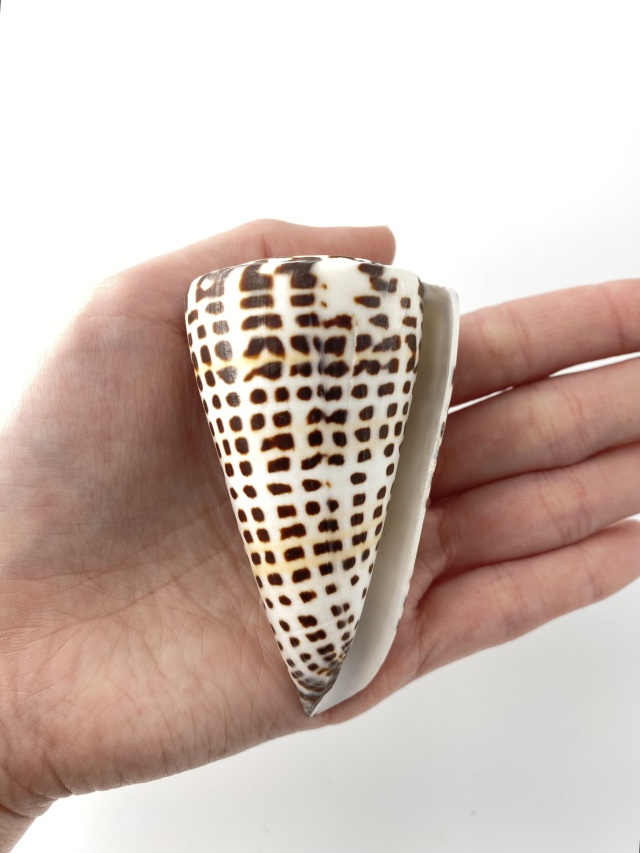 アンボンクロザメ（自然）【8cm前後/1個】En: Letter Cones