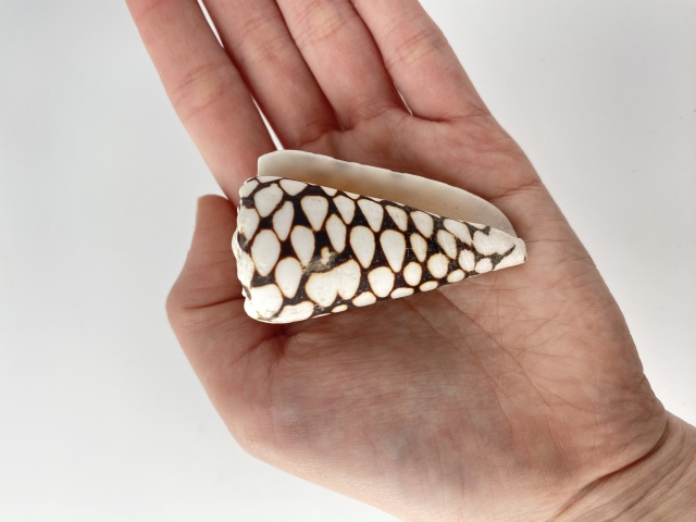 ナンヨウクロミナシ（自然）【約6～7cm/1個】 En: Conus marmoratus