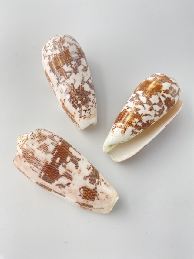 ニシキミナシ（磨き）【約8～10cm/1個】 En:Striate Cone buffed