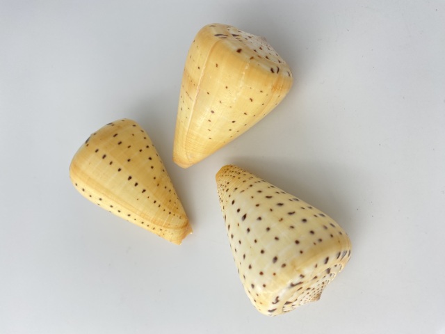 ダイミョウイモ -小-【約7.5～8cm/1個】 En: Beech Cone (Size:7.5