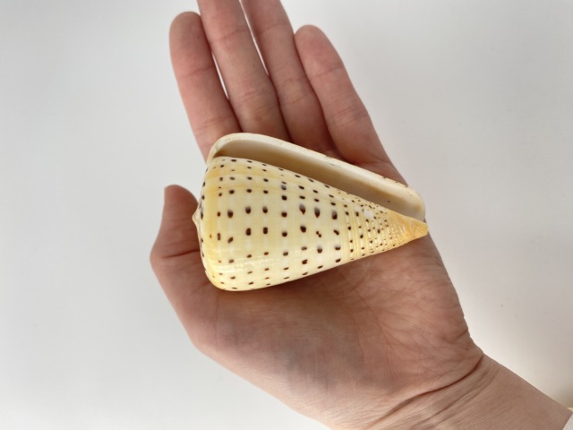 ダイミョウイモ -小-【約7.5～8cm/1個】 En: Beech Cone (Size:7.5