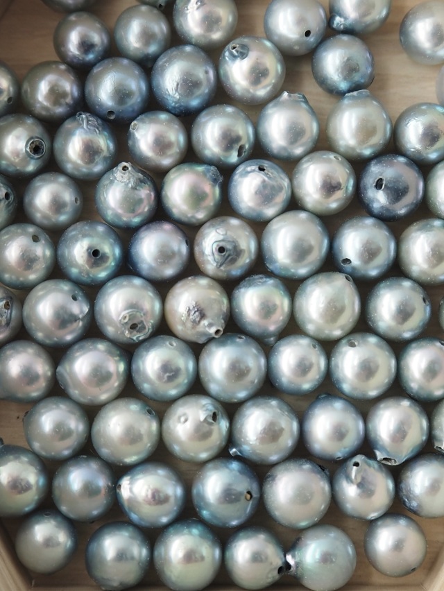 アコヤ真珠 ブルー 両穴（通し穴）【約6～7mm/2粒】#2069[メール便可] 貝殻