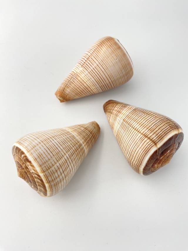 コゲスジイモガイ（自然）【約7～8cm/1個】 En: Conus Figulinus