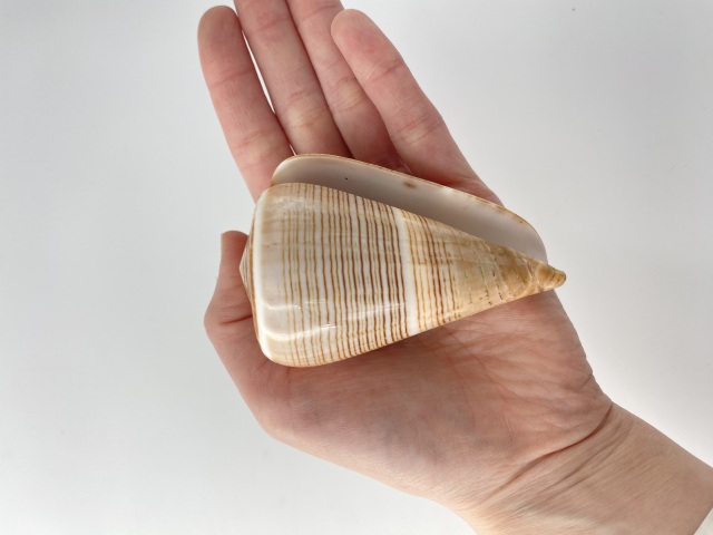 コゲスジイモガイ（磨き）【約7.5～9.0cm/1個】 En: Conus Figulinus