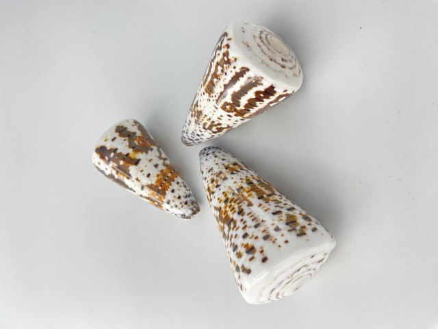 ミカドミナシ（磨き）【約6.5～7.5cm/1個】 En:Imperial Cone