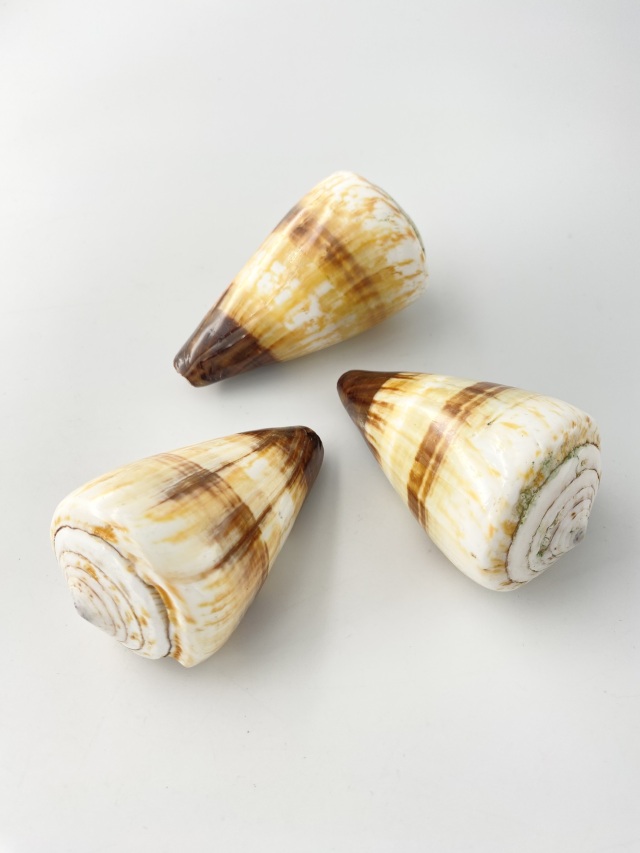 ヤナギシボリイモ（磨き）【7cm前後/1個】 En: Conus Miles(Size:7cm