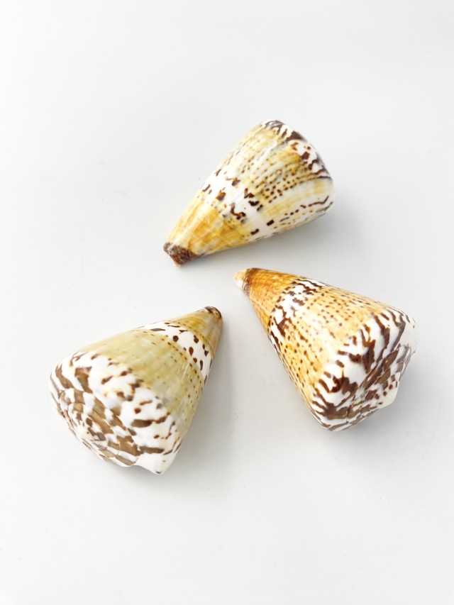 サラサミナシ（磨き）【約6cm±0.5cm/1個】 En: Captain Cone buffed