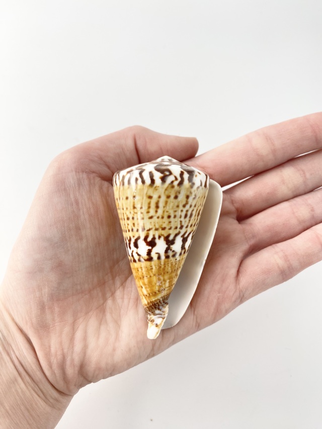 サラサミナシ（磨き）【約6cm±0.5cm/1個】 En: Captain Cone buffed