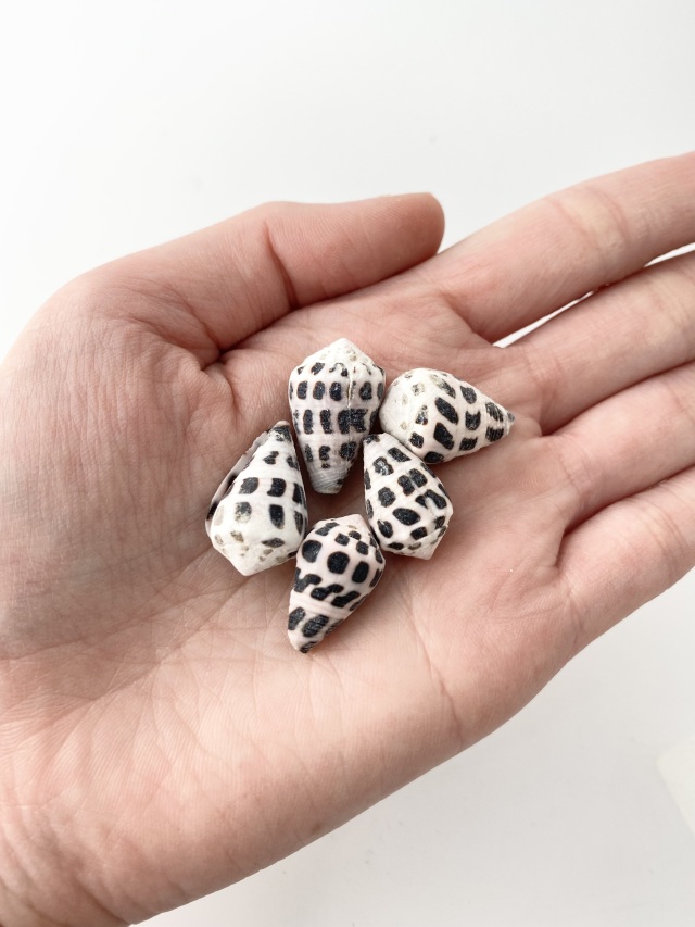 Meyo 7175　　貝殻10点 Meyo 7175 貝殻10点 Meyo 7175 貝殻10点 Meyo 7175 貝殻10点 Meyo 7175