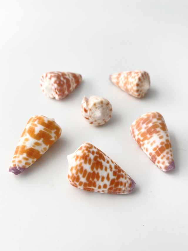 ハルシャガイ【約3～4cm/3個入】[メール便可-12袋まで] En