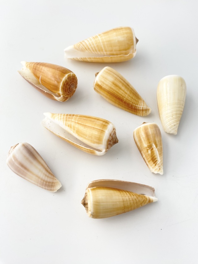 イモガイ貝殻 Darioconus Auricomus イモガイ貝殻 Darioconus Auricomus