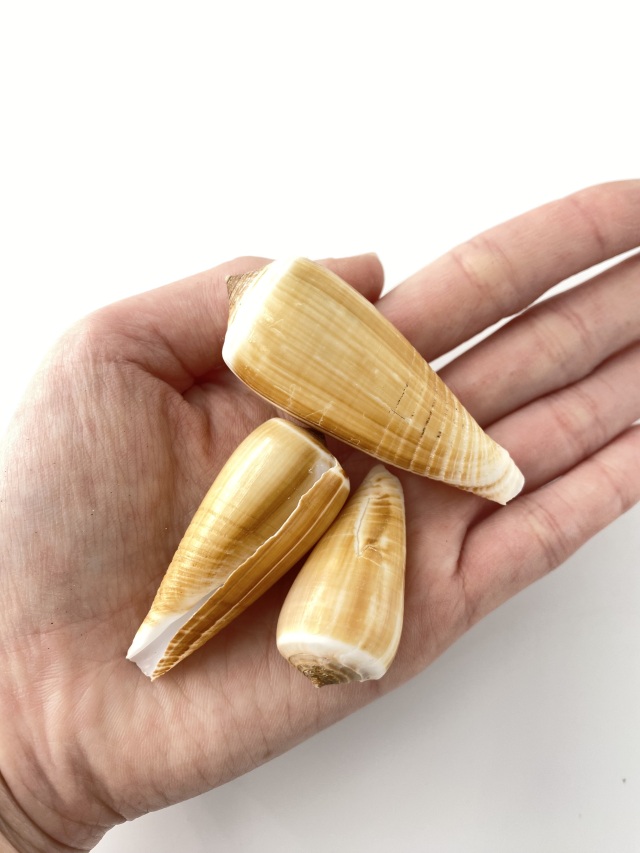 クリイロイモガイ（自然）【約3～6cm/500g】 En: Conus radiatum