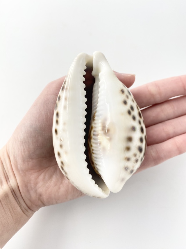 ホシダカラガイ ホシダカラ | 貝の図鑑