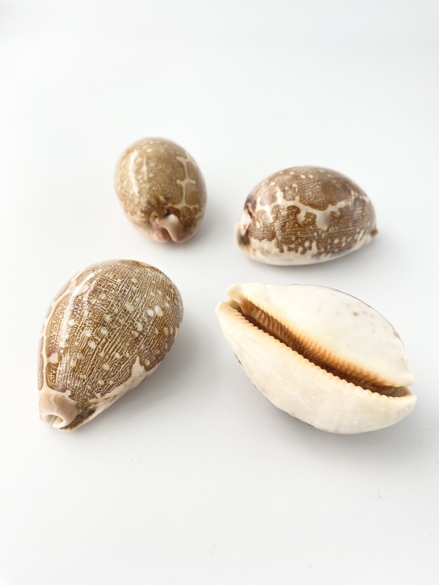 ハラダカラ大【約7±0.5cm】En:Map Cowrie (Size:7±0.5cm)