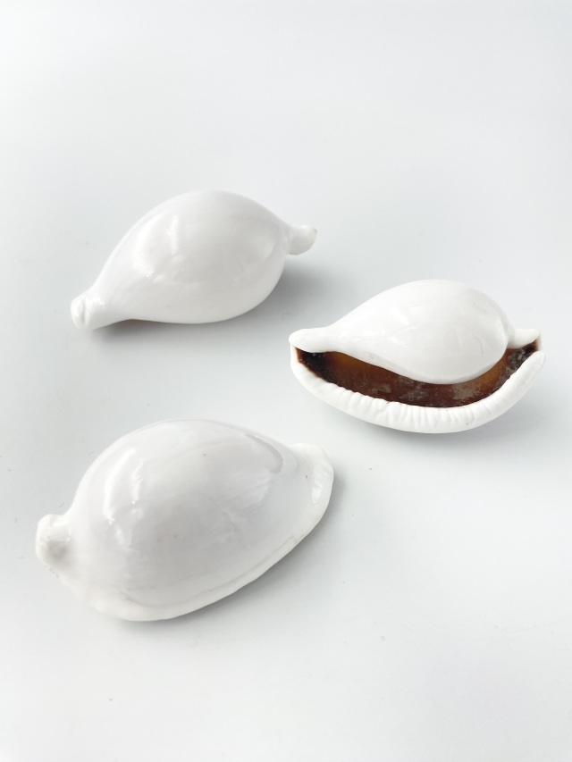 ウミウサギガイ大【約7±0.5cm/1個】En: Egg Cowrie (size:7cm, per 1pc