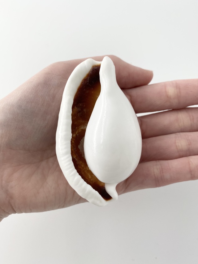 ウミウサギガイ大【約7±0.5cm/1個】En: Egg Cowrie (size:7cm, per 1pc