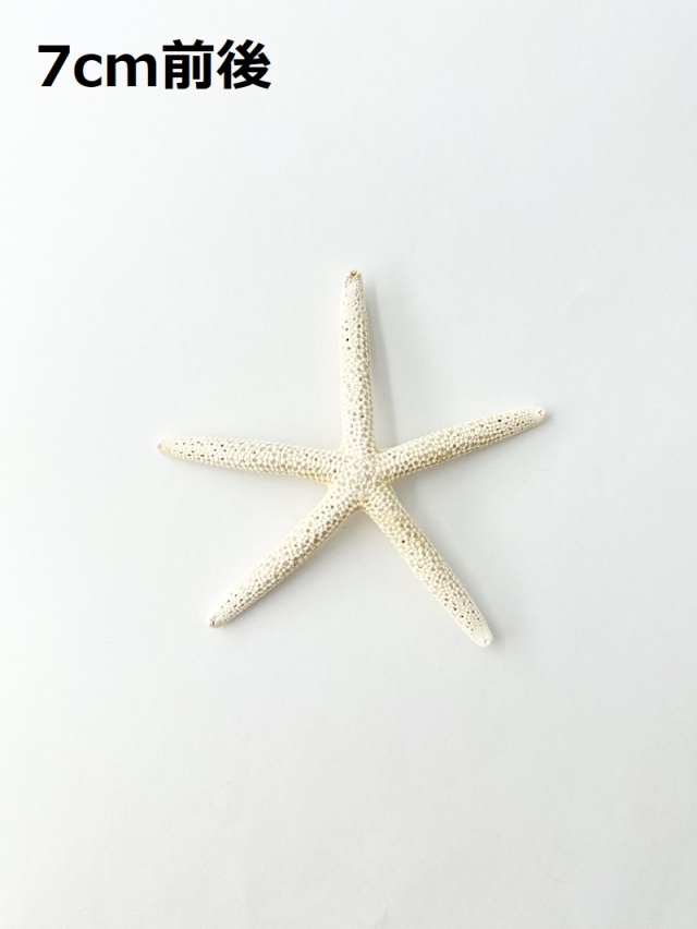 スターフィッシュ【約6～8cm/10個】