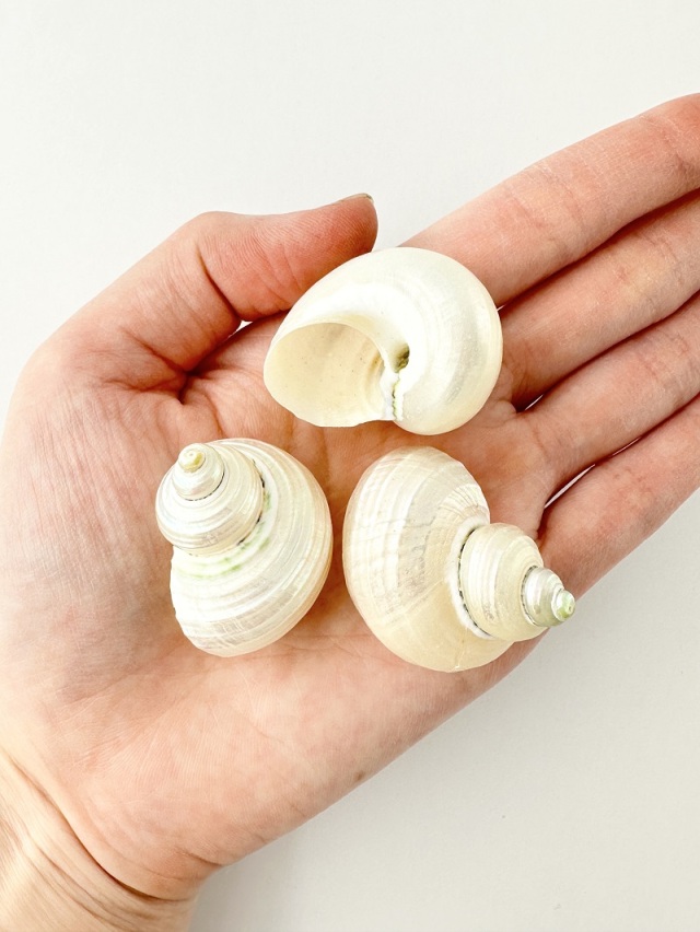 シルバーマウス真珠磨き【約3～4cm/5個】[メール便可-12袋まで] En