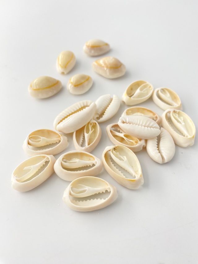 タカラガイカットNo.1(アヌルスクックド)【2cm前後/10個】[メール便可