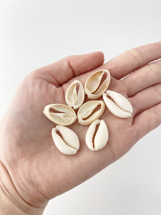 タカラガイカットNo.1(アヌルスクックド)【2cm前後/10個】[メール便可