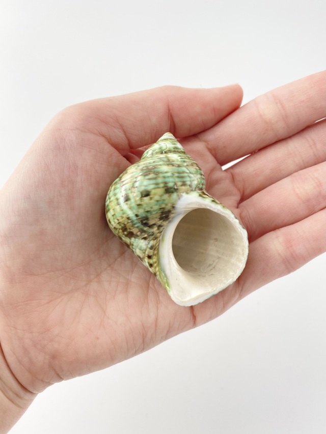 ターボブロゴスグリーン磨き【約4～5cm/1個】 En: Turbo Burgess