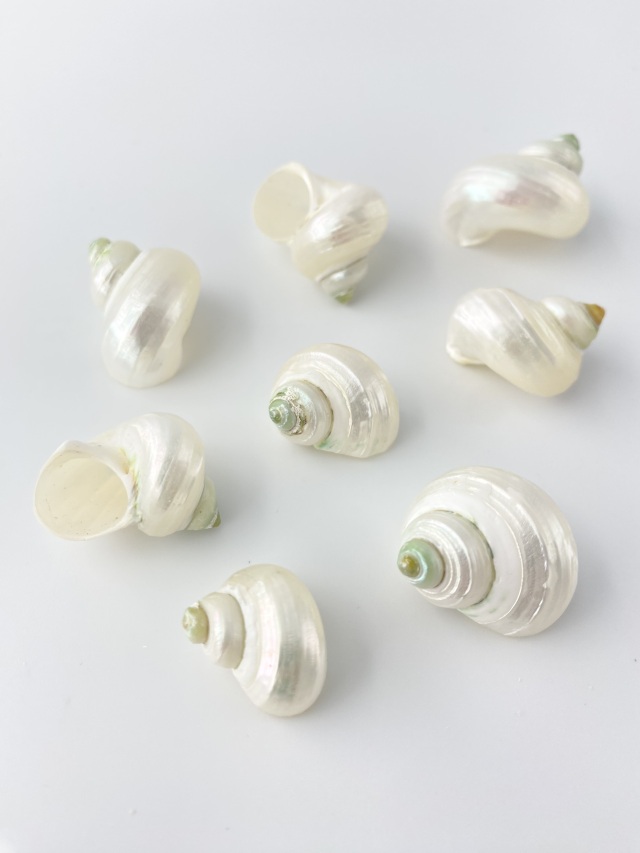 シルバーマウス真珠磨き【約2～3cm/5個】[メール便可-16袋まで