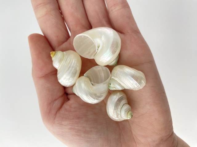 芸能人愛用のおすすめ最新情報 シルバーマウス真珠磨き【約2～3cm/5個】[メール便可-16袋まで トップス