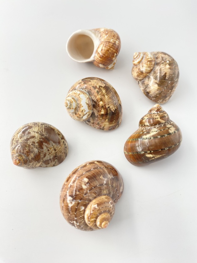 タツマキサザエ磨き【3cm前後/1個】[メール便可-15個まで] En