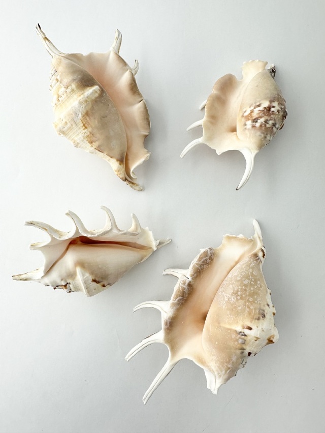 クモガイタイガーB品【約11～14cm/1個】En: Lambis Lambis B grade