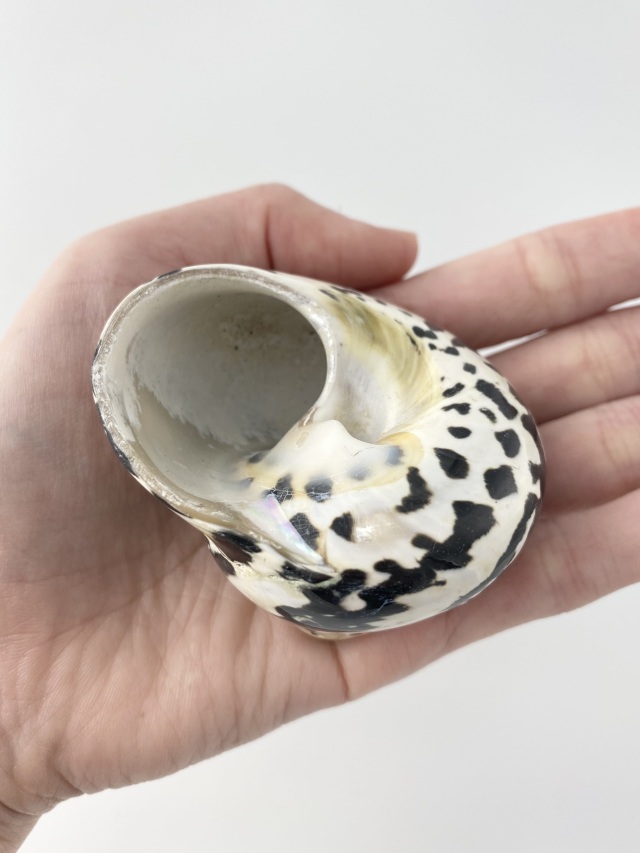 ストリュームピカ大 磨き(チャウダーガイ)【約6～7cm/1個】En