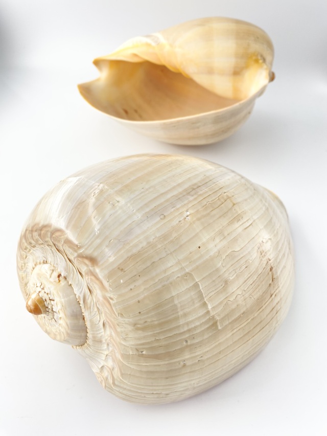 フローデリップヤシガイ　インテリア装飾 メロブロディリフ磨(ブローデリップヤシガイ)【約23～25cm/1個