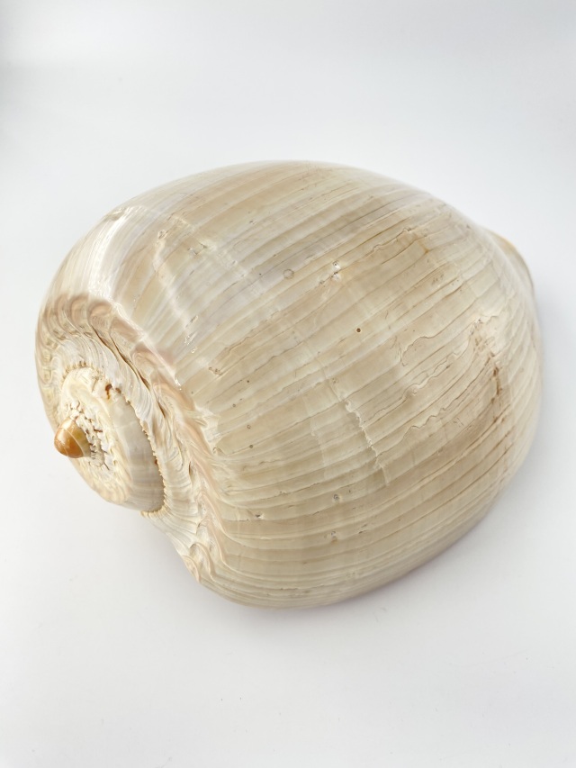 フローデリップヤシガイ　インテリア装飾 フローデリップヤシガイ インテリア装飾 Microshells: Melo broderipii