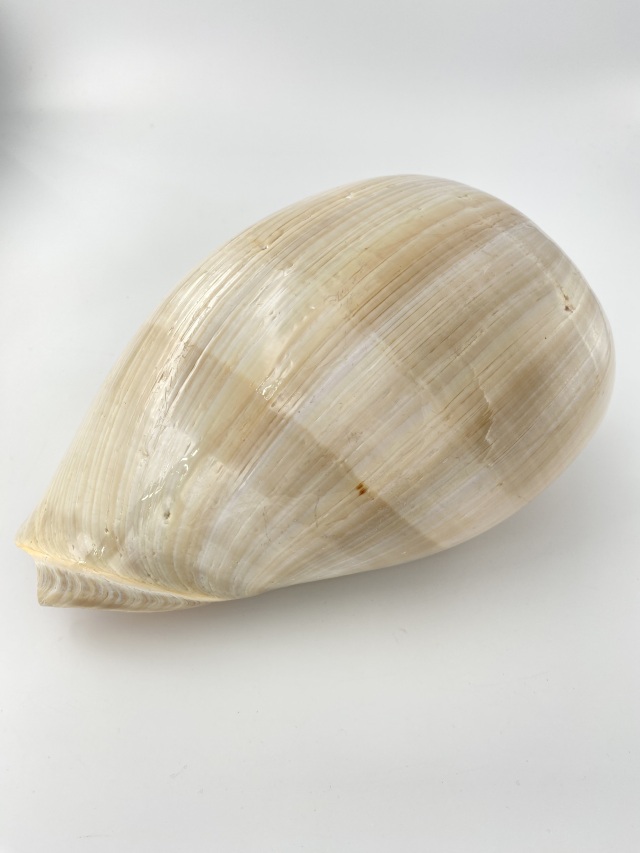 フローデリップヤシガイ　インテリア装飾 メロブロディリフ磨(ブローデリップヤシガイ)【約23～25cm/1個
