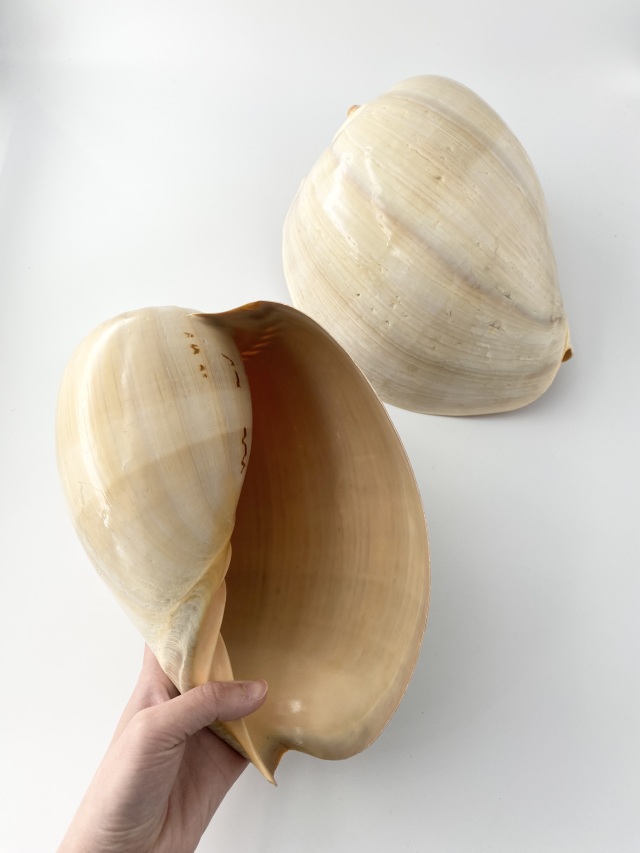 メロブロディリフ磨(ブローデリップヤシガイ)【約23～25cm/1個