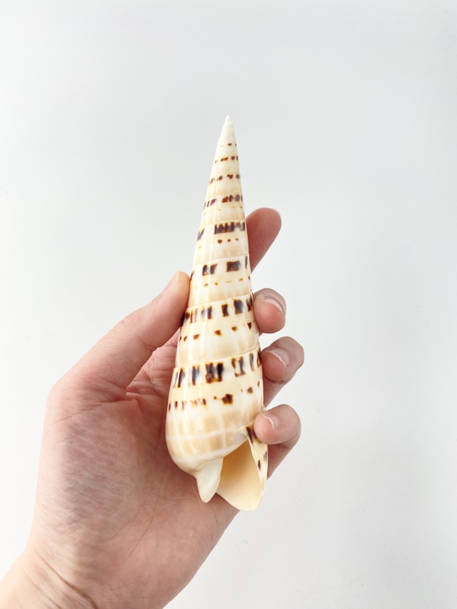 リュウキュウタケガイタイガー(磨き)【約12～14cm/1個】 En:Oxymeris