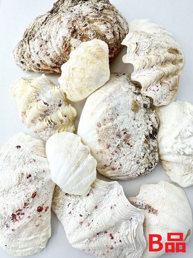 シャコガイ片面B品【約5～15cm/約5kg】 - Not for overseas sale