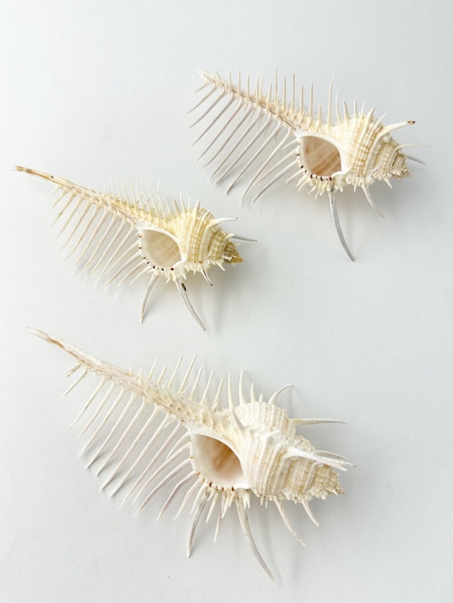 ホネガイB品【約12～14cm/1個】 En: Murex Pecten B grade(size:12